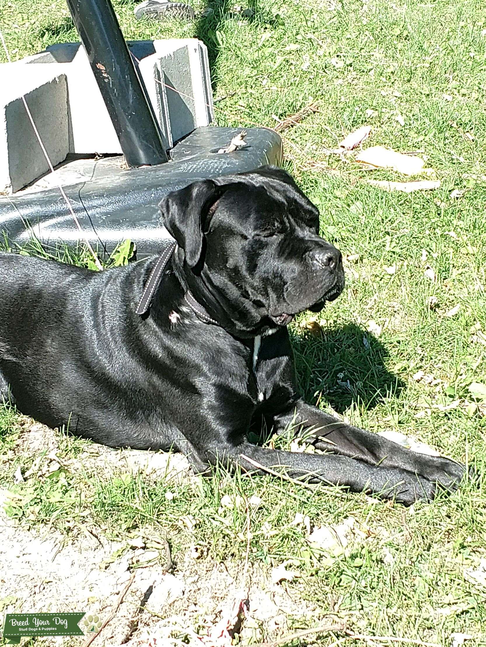 Beautiful Cane Corso Stud Dog Indiana Breed Your Dog
