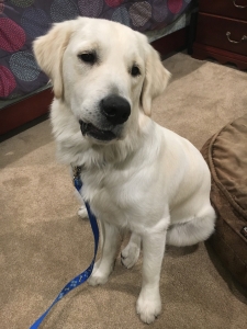 Golden Retriever Stud Listing Image
