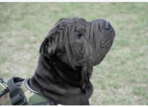 shar pei stud dog