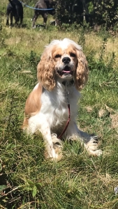 Brown/white (buff) registered male cocker spaniel  Listing Image