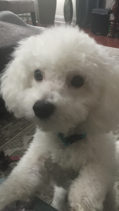 One Year Old Bichon Frise Stud  Listing Image