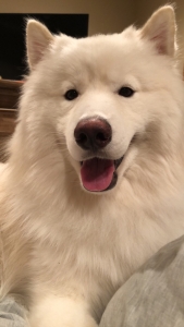 Husky stud Listing Image