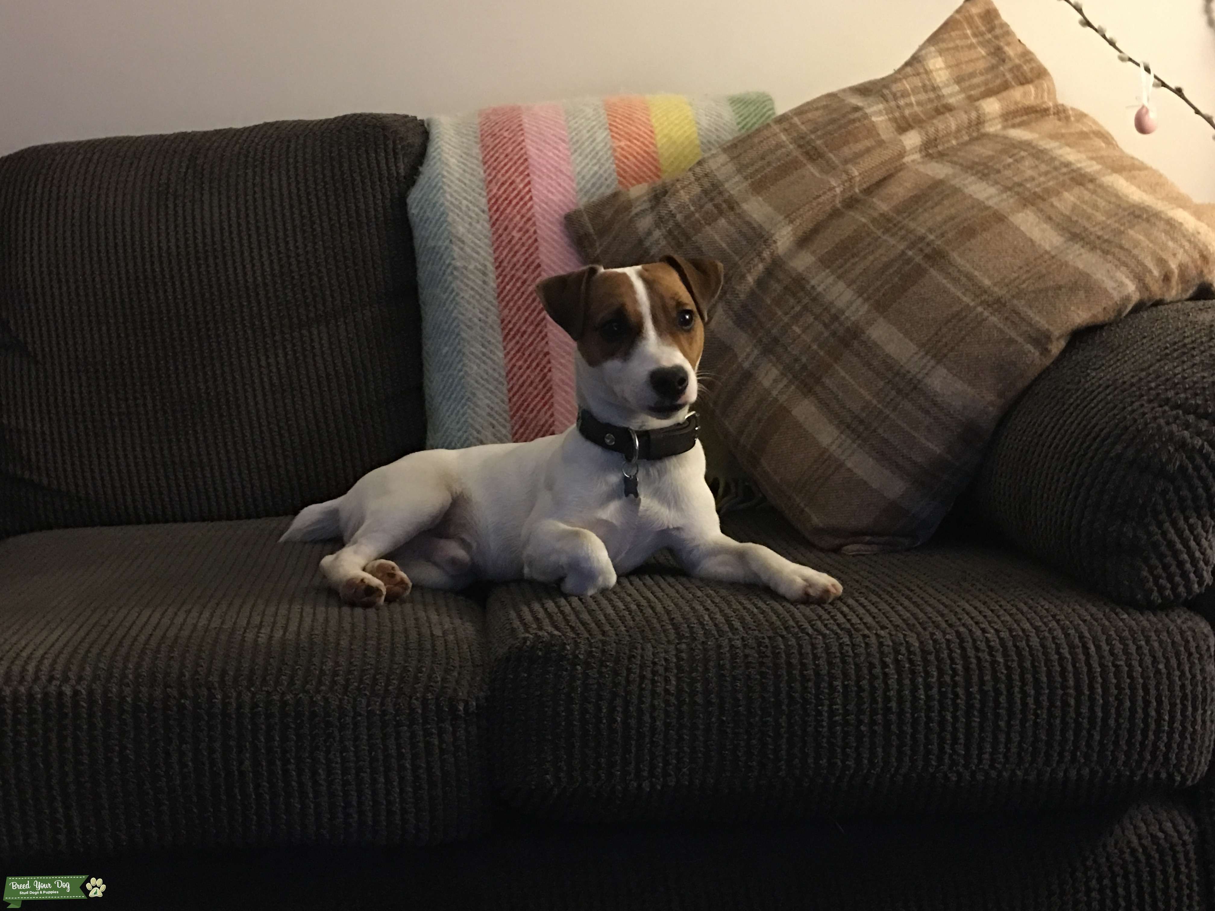 Jack Russell Stud Dog Stud Dog in Northamptonshire, the United States