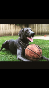 Blue Weimaraner  Listing Image