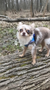 HANDSOME & RARE long haired SILVER MERLE chihuahua with two different colored eyes Listing Image