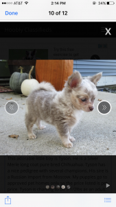 Stud Dog Handsome Rare Long Haired Silver Merle Chihuahua With