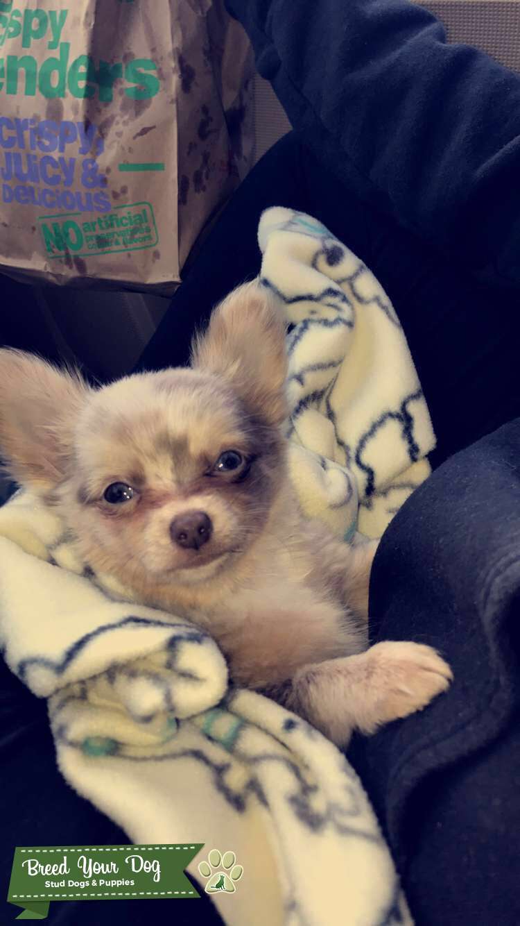Stud Dog HANDSOME &amp; RARE long haired SILVER MERLE
