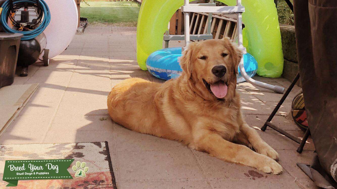 Purebred Male Golden Retriever Stud Dog in Washington, Puerto Rico