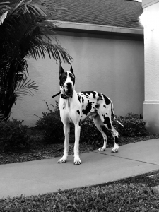 100% European Male Harlequin Great Dane AKC Registered.        Listing Image