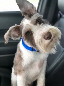Miniature Schnauzer Listing Image