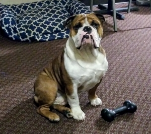 AKC ENGLISH BULLDOG STUD* Listing Image