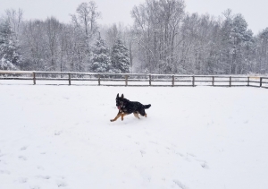 DDR/Czech German Shepherd Stud Listing Image