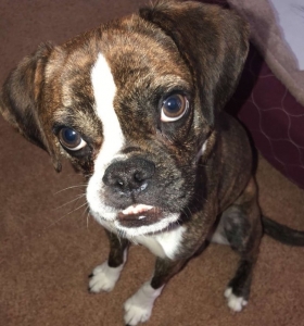Brindle Boglen Looking for Breeding Partner Listing Image