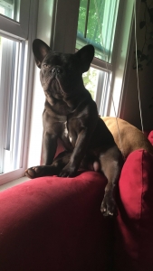 French Bulldog Stud Listing Image