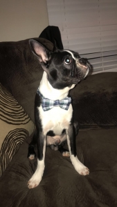 Black and white Boston Terrier  Listing Image