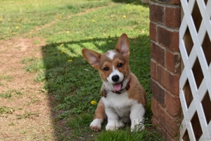 Pembroke Welsh Corgi (Male) Listing Image
