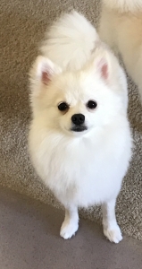 Wanted white Pomeranian male stud Listing Image
