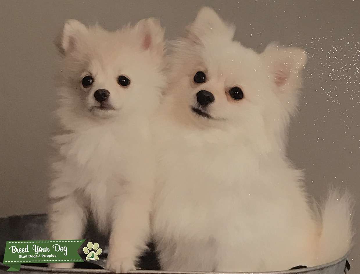 Stud Dog Wanted white Pomeranian male stud Breed Your Dog