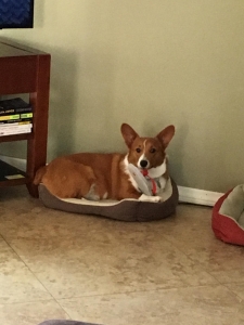 looking for male Corgi  Listing Image