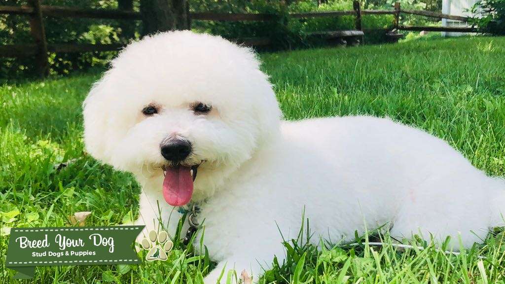 Who's your Daddy? - Stud Dog in Pittsburgh , the United States | Breed ...