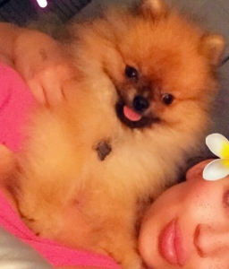 AKC Registered Pomeranian stud for hire  Listing Image