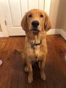 COMING SOON: Gorgeous Golden Retriever! Will be available within the next 6 months.  Listing Image