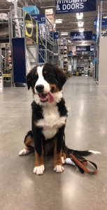 Bernese Mountain Dog Stud  Listing Image