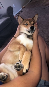 Shiba inu stud  Listing Image