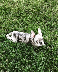 Merle Blue eyed French Bulldog Listing Image