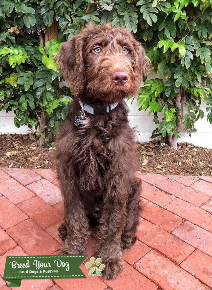 Chocolate Labradoodle *KING LEO* Therapy Dog Stud Stud Dog in