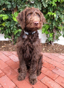 Chocolate Labradoodle *KING LEO* Therapy Dog Stud Listing Image