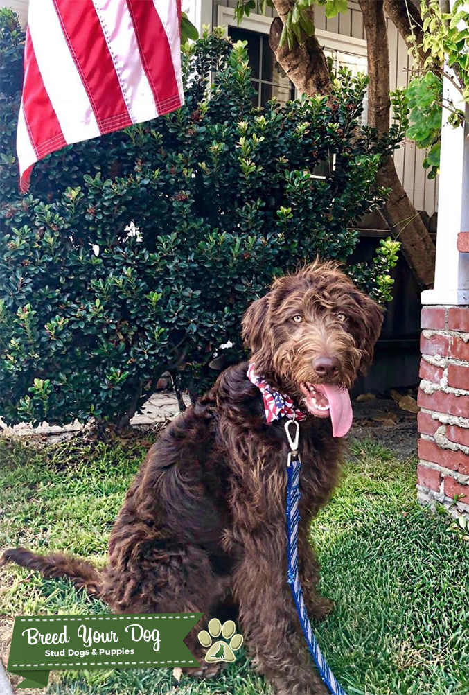 Chocolate Labradoodle *KING LEO* Therapy Dog Stud Stud Dog in