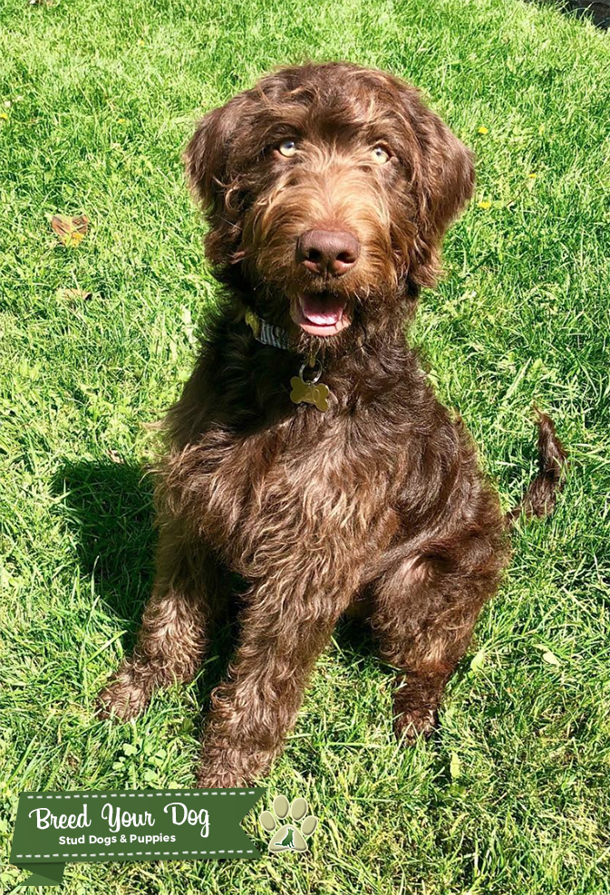 Chocolate Labradoodle *KING LEO* Therapy Dog Stud Stud Dog in