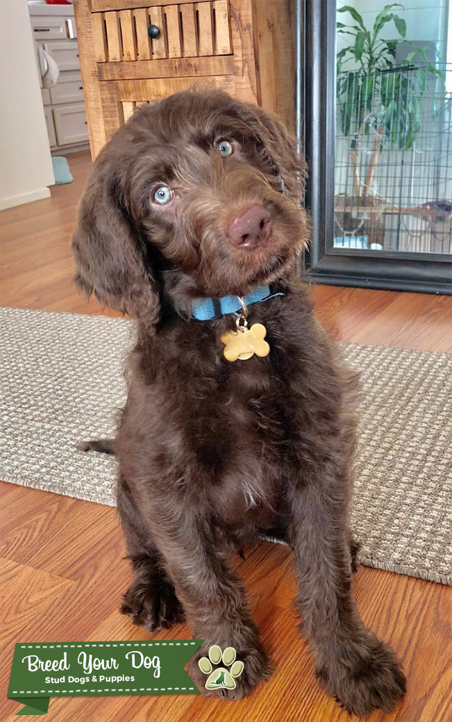 Chocolate Labradoodle *KING LEO* Therapy Dog Stud Stud Dog in