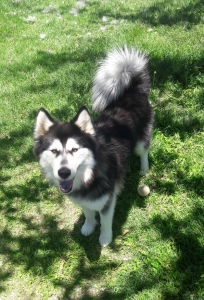 Female Husky looking for Love Listing Image