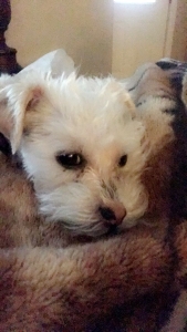 YorkiePoo Male Listing Image