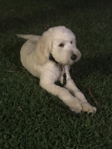 Labradoodle  Listing Image