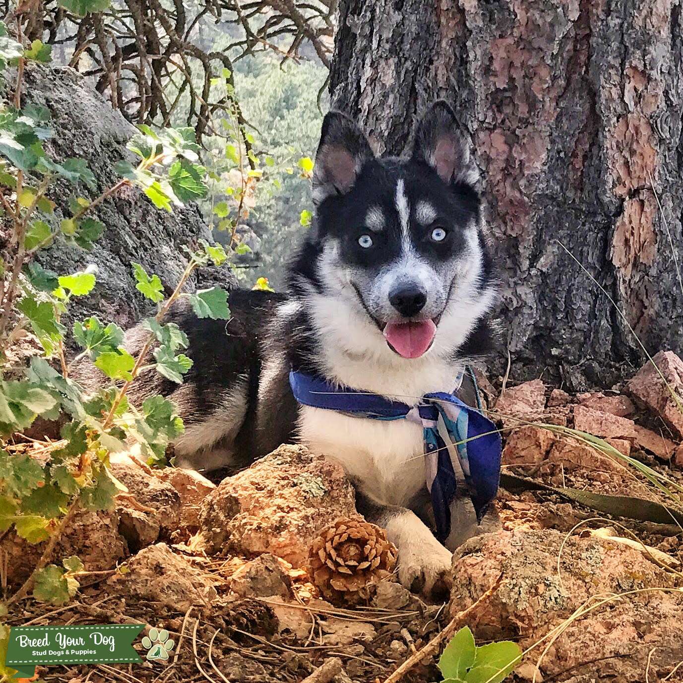 Beautiful F1 Pomsky Male Stud Dog Rhode Island Breed Your Dog