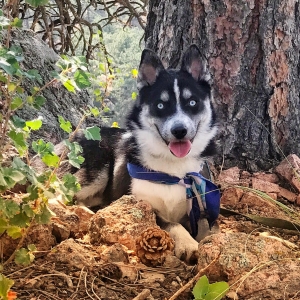 Beautiful F1 Pomsky Male Listing Image