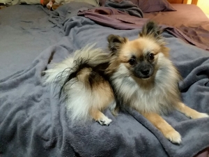 Breed Teacup pomeranian stud  Listing Image