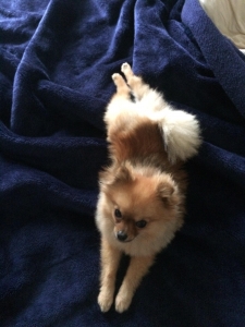 Tea Cup Pomeranian Listing Image