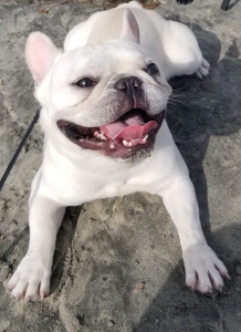 AKC Cream Stud Listing Image
