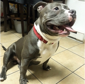 Bully for stud $500 or pup back deal Listing Image