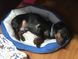 Loveable Miniature Dachshund Listing Image