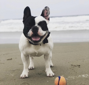 Pied French Bulldog  Listing Image
