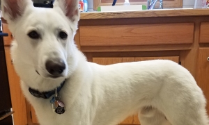 White German Shepherd Listing Image