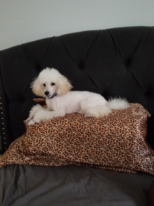 Toy Poodle Ready to Mate Listing Image
