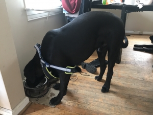 Cane Corso Apollo Line Listing Image