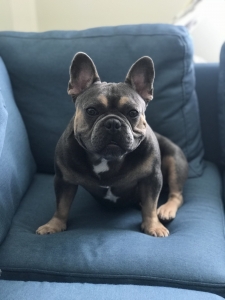Male French bulldog seeking female Listing Image