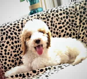 AKC Parti Handsome Stud Listing Image
